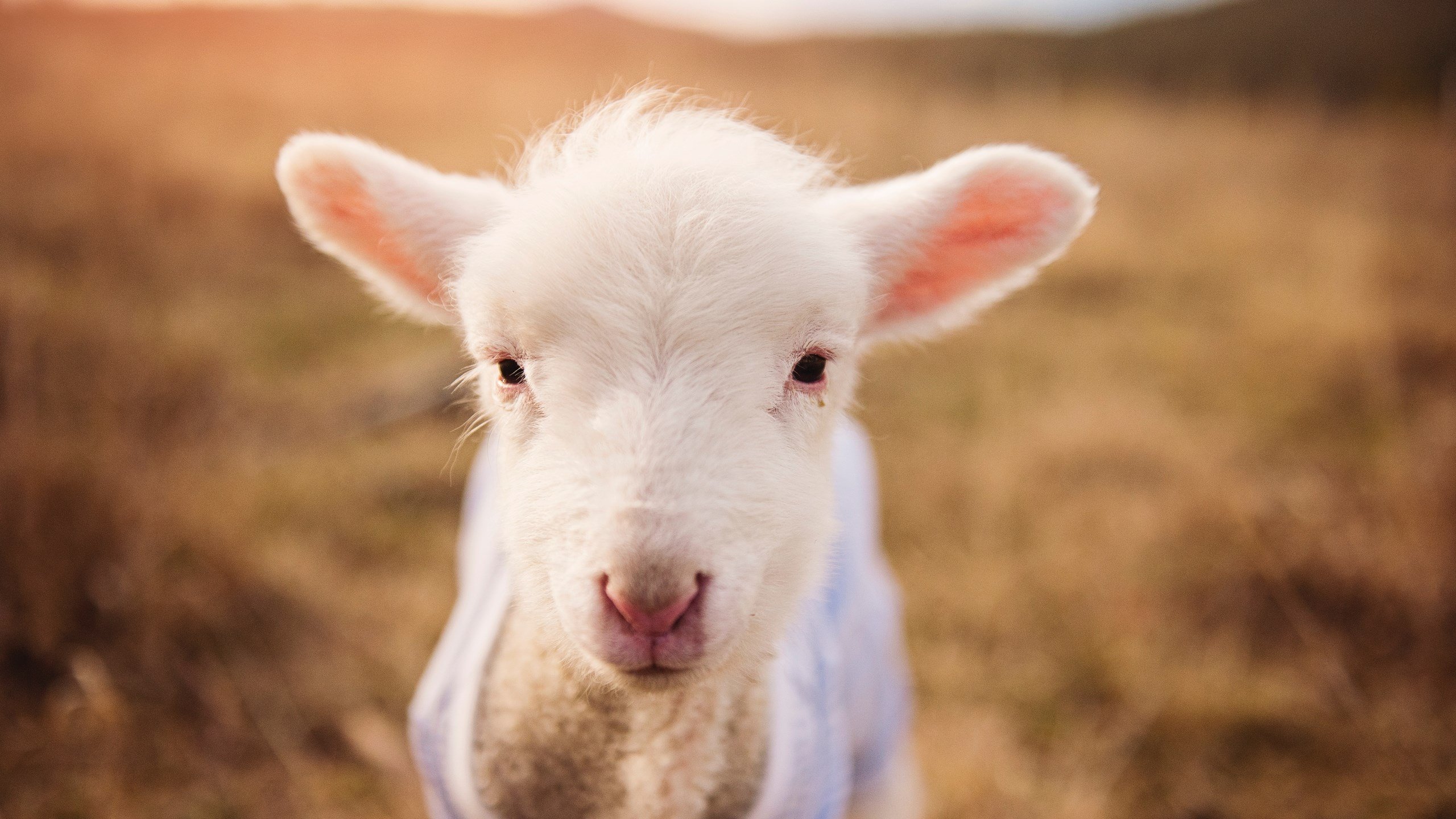 开云体育平台-内部竞争激烈，阵容磨合需加强，内部竞争的例子