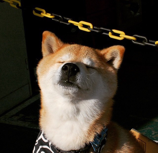 加拿大队未来发展的挑战：如何突破现有困境，走向国际前沿，imo加拿大队