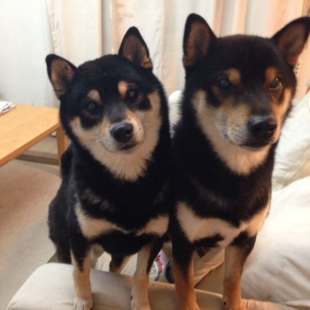 新星爆发是否为豪门球队创造转会资本，新星足球怎么转会