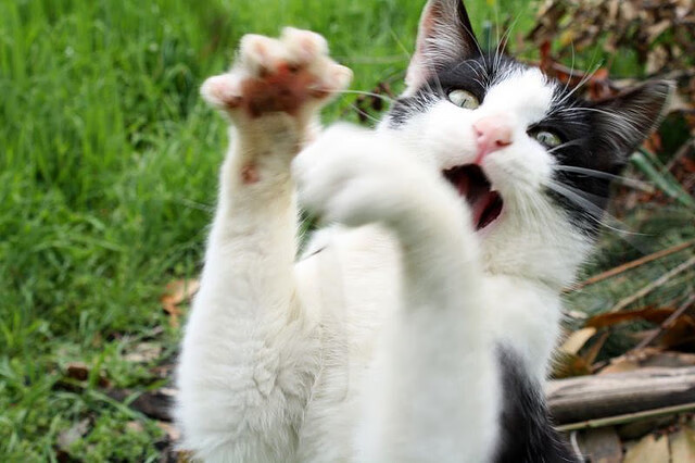 比赛临场调整成败手各队教练斗法精彩，大赛前夕,教练员喋喋不休地嘱咐