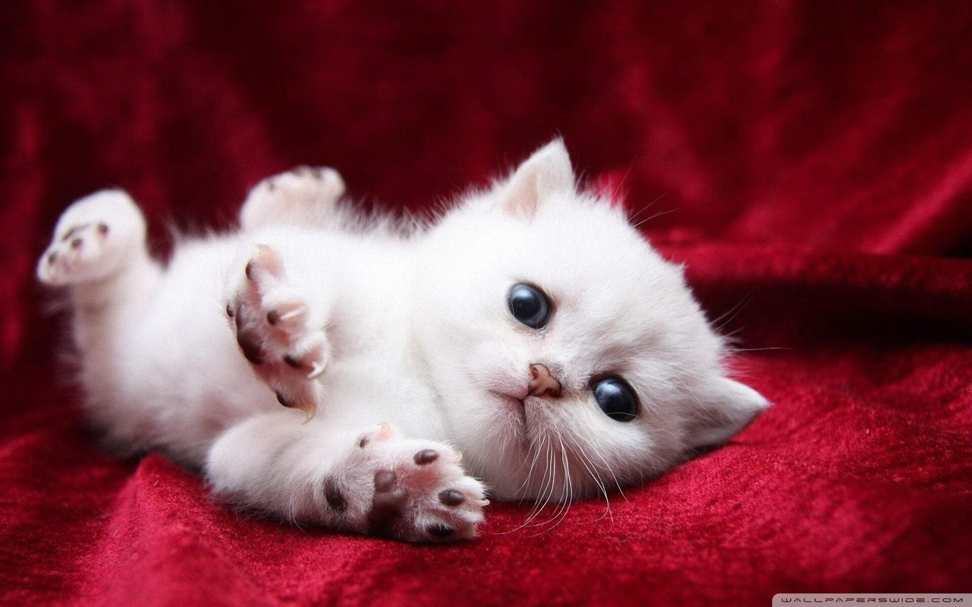 南非女跳水队克服心理压力成功翻盘,南非女子冠军赛