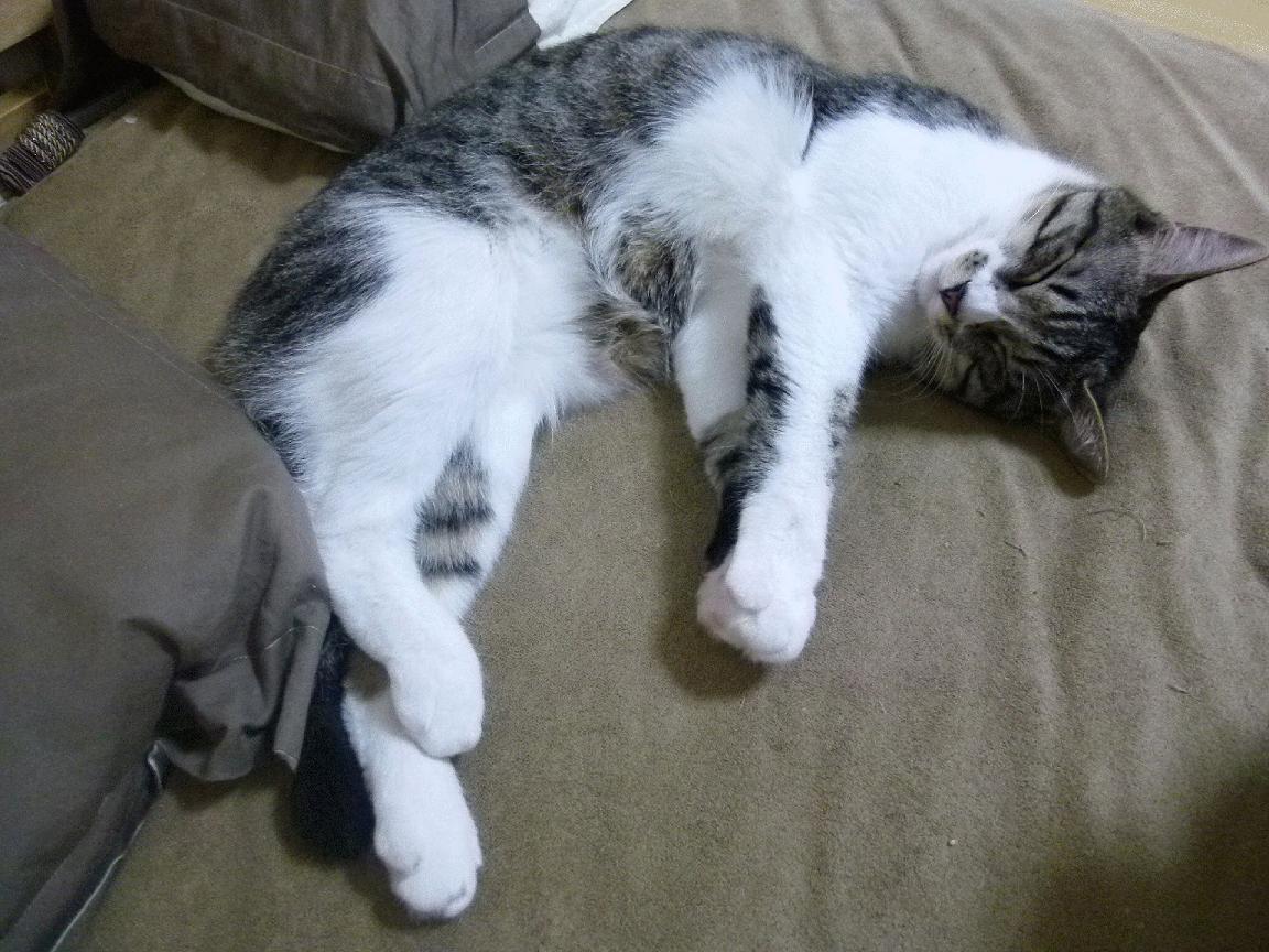 开云体育登录网站入口-塞尔维亚男篮在欧洲预赛中奋勇争先，未来可期，塞尔维亚男篮12人大名单