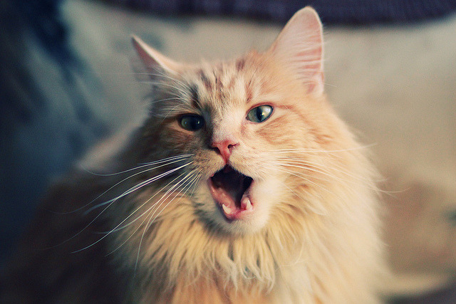 巴西队在南美预选赛中领先，提前锁定出线席位